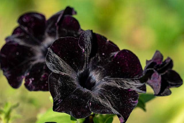 Ilustrasi bunga petunia hitam (pixabay.com/Alexei_other)