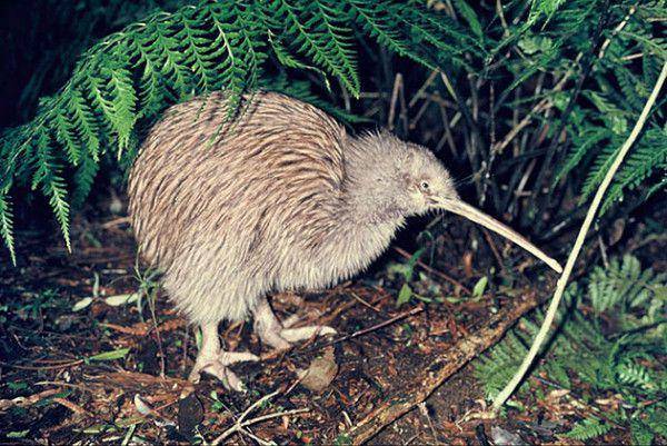 ilustrasi burung kiwi (activeadventures.com)