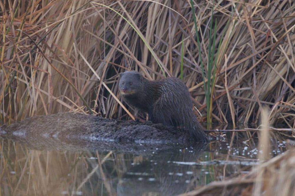 Marsh mongoose (inaturalist.org/Johnny Wilson)