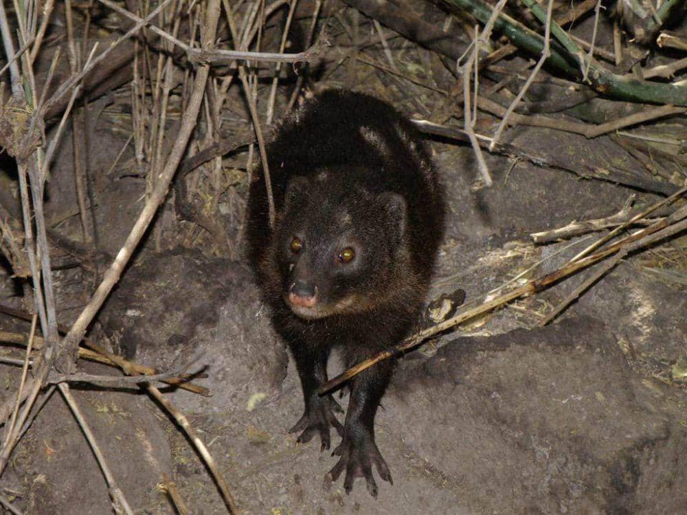 Marsh mongoose (inaturalist.org/Kibuyu)