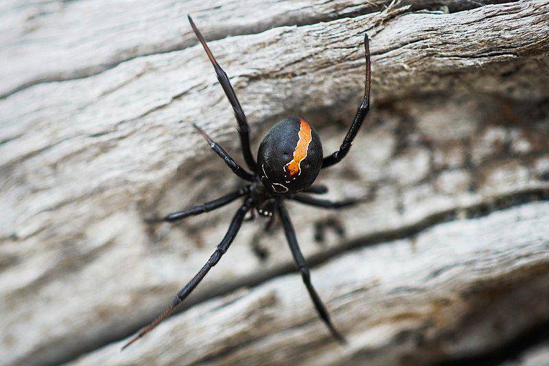 Katipo spider (commons.wikimedia.org/Andrew Simpson)