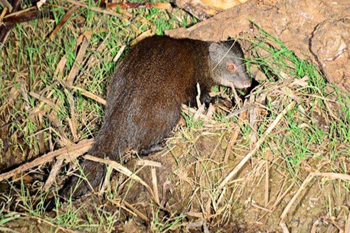 Marsh mongoose (inaturalist.org/Mikeloomis)