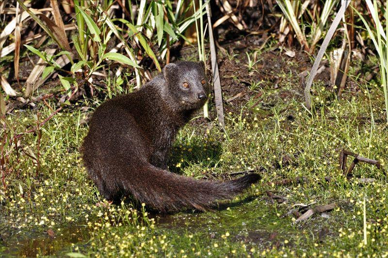 Marsh mongoose (inaturalist.org/Colin Ralston)