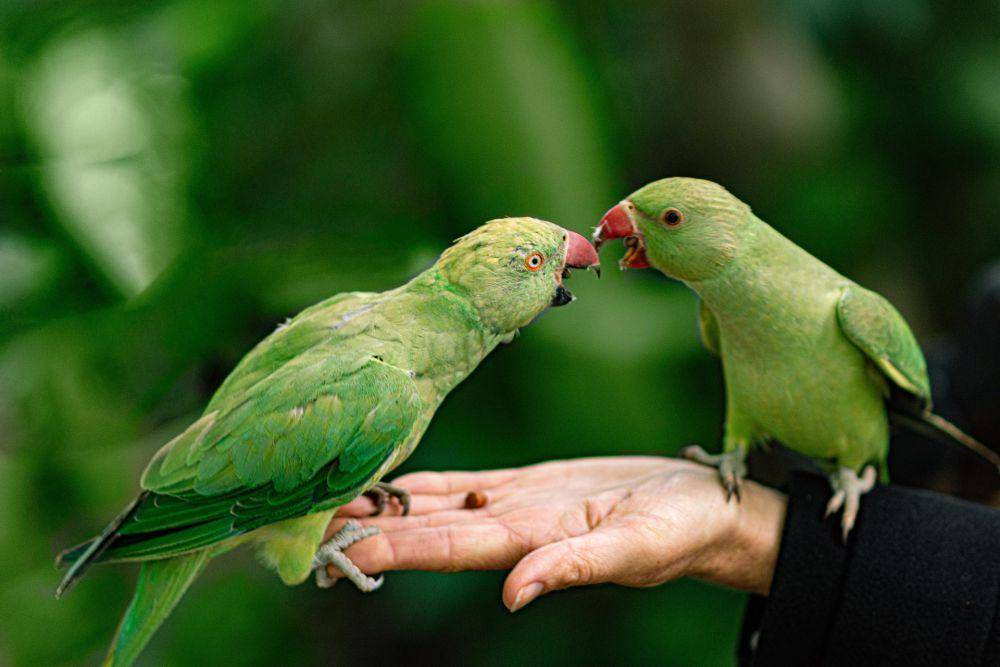 ilustrasi burung peliharaan (pixabay.com/robert84ak)