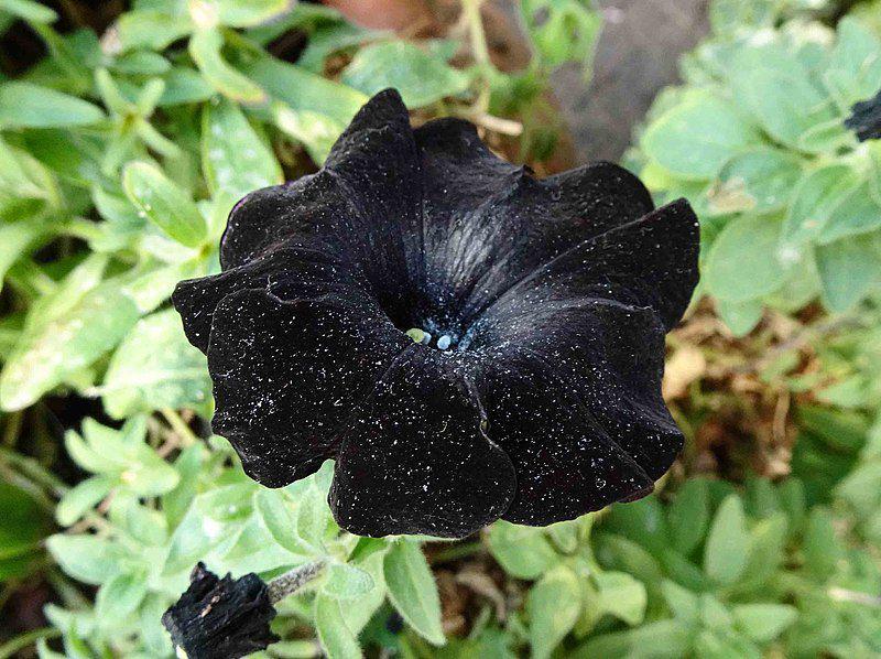 6 Varietas Bunga Black Petunia, Punya Pesona Warna Hitam