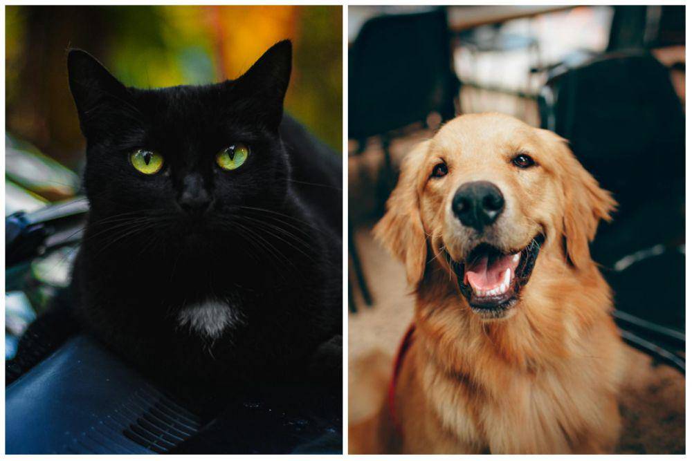 Ilustrasi kucing hitam dan golden retriever (pexels.com/Marcelo Chagas | pexels.com/Helena Lopes)