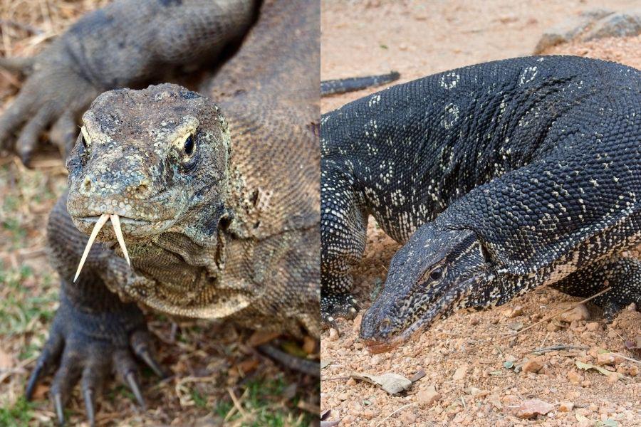 [QUIZ] Perbedaan Komodo dan Biawak dari Ciri-cirinya, Bisa Menebaknya?