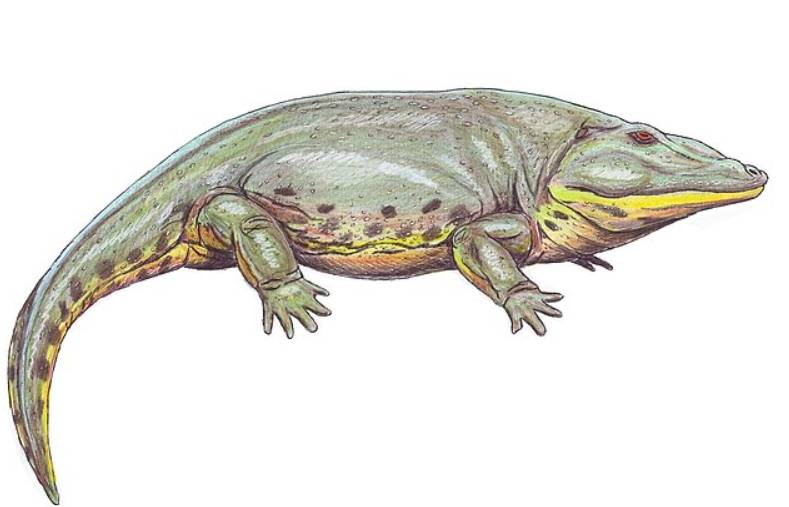 ilustrasi eryops (commons.wikimedia.org/Dmitry Bogdanov)