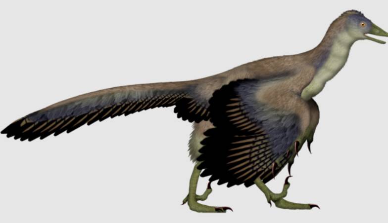 ilustrasi archaeopteryx (commons.wikimedia.org/UnexpectedDinoLesson)