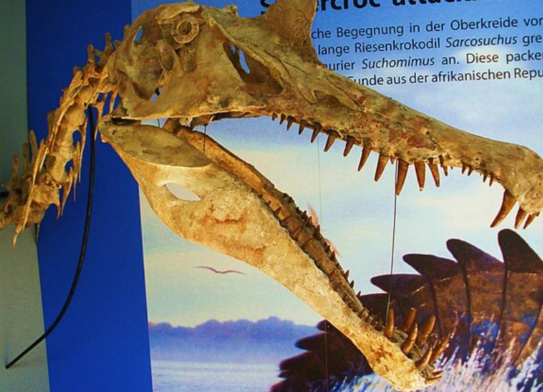 ilustrasi Spinosaurus (commons.wikimedia.org/Ghedoghedo)