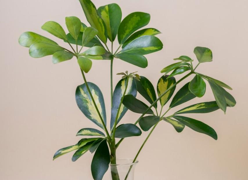 5 Tanaman Hias yang Wajib Punya Para Pencinta Green Living