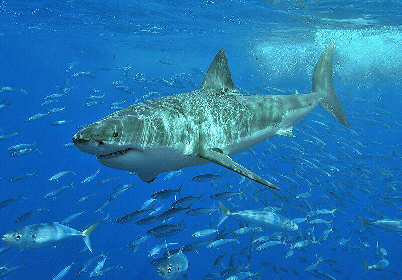 Great white shark (commons.wikimedia.org/Terry Goss)