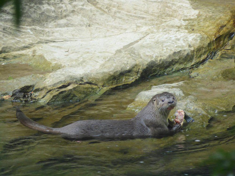 5 Fakta Otter Neotropis, Betina Berjuang Sendiri Merawat Anak-anaknya