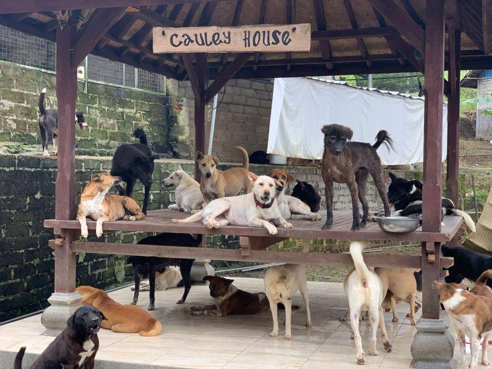 Shelter Aseman Bali Dog Association di Tabanan (Dok.IDNTimes/istimewa)