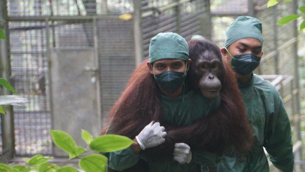 Ruang Hidup Terbatas, 37 Orangutan Diselamatkan oleh BKSDA Kaltim