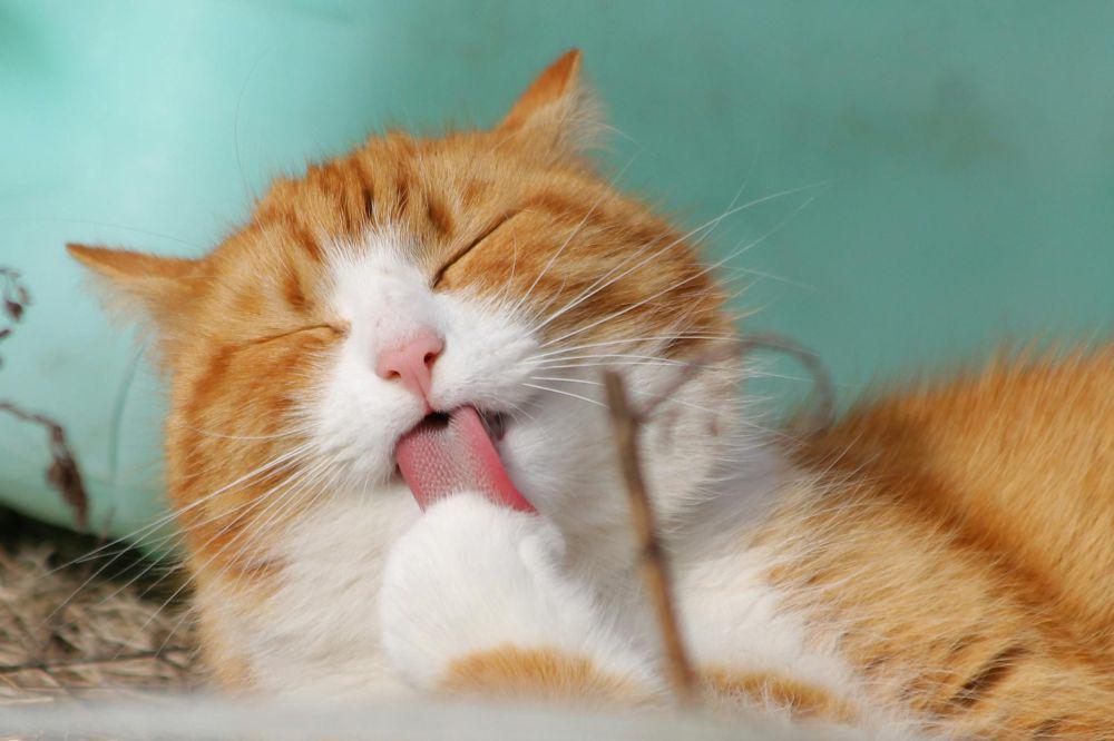 4 Bahaya Jika Kucing Minum Air WC, Bisa Keracunan!