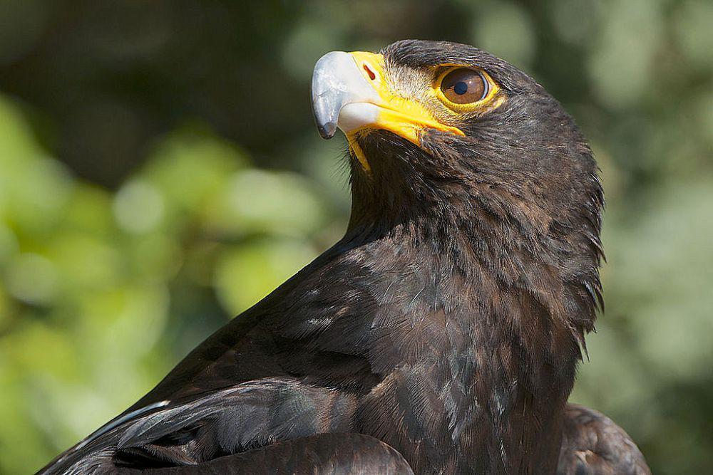 7 Fakta Unik Elang Verreaux, Burung Hitam Penguasa Pegunungan Afrika