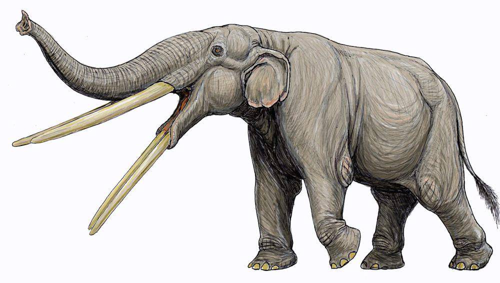 Ilustrasi Stegotetrabelodon (commons.wikimedia.org/ДиБгд)
