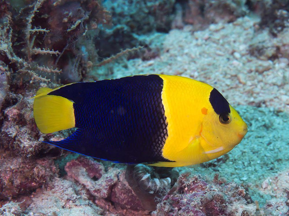 5 Ikan Cantik dari Genus Centropyge yang Hidup di Perairan Polinesia