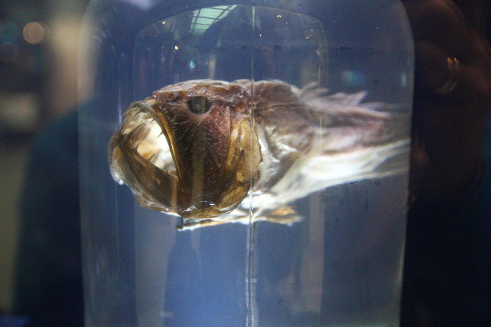 4 Fakta Ilmiah Jika Ikan Laut Dalam Muncul ke Permukaan