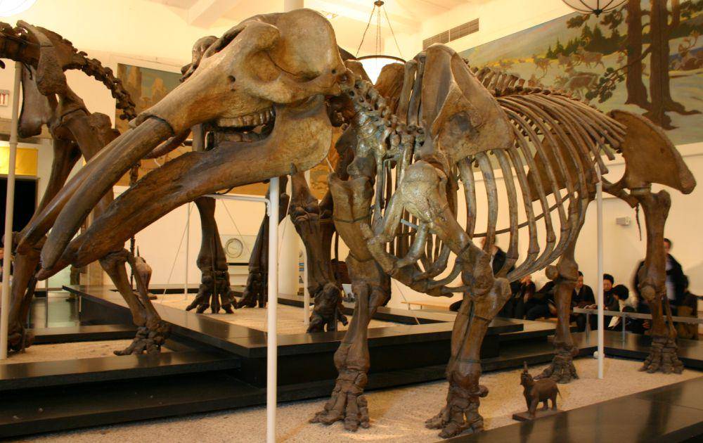 Rekonstruksi kerangka Gomphotherium (commons.wikimedia.org/Ryan Somma)
