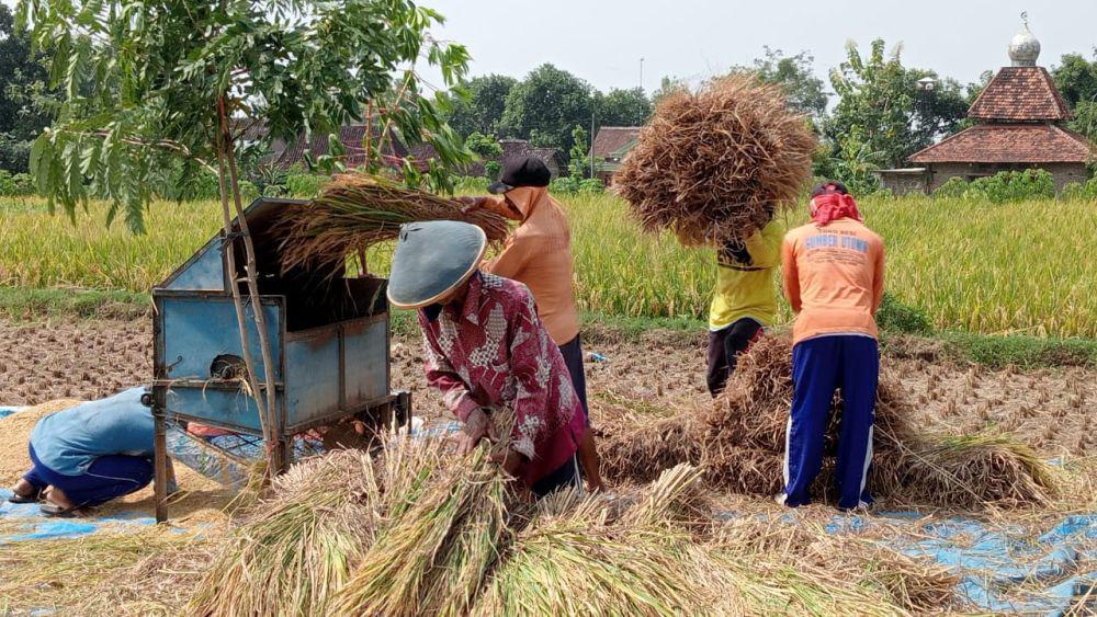 Panen Raya, Harga Gabah di Magetan Masih di Bawah HPP