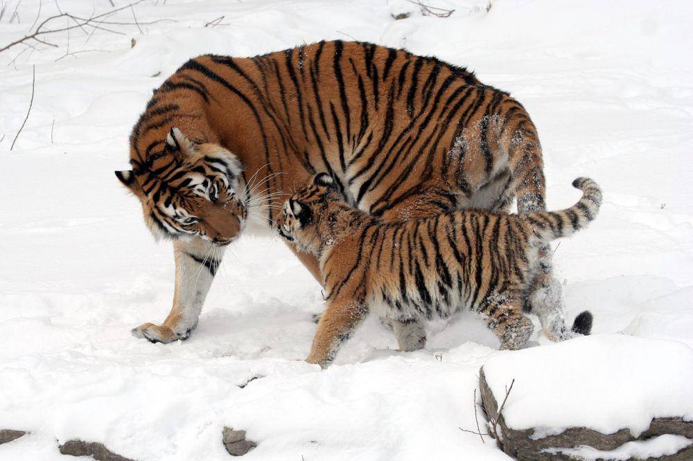Induk dan anak Harimau Siberia (pixabay.com/WikiImages)