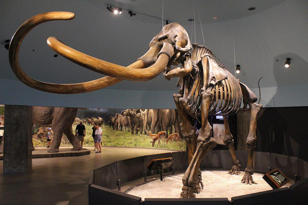 5 Gajah Purba dengan Gading Raksasa, Ada Mamut dan Mastodon