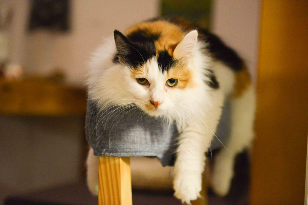 Kenapa Kucing Calico Jantan Cuma Sedikit Jumlahnya?
