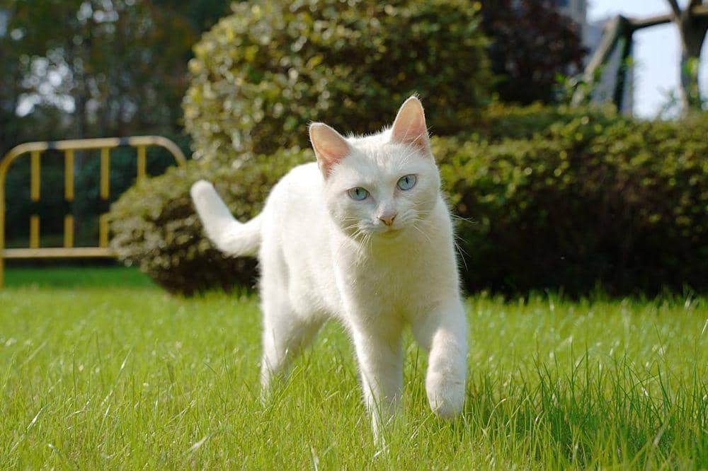 Benarkah Kucing Tidak Mungkin Menularkan Virus Rabies?