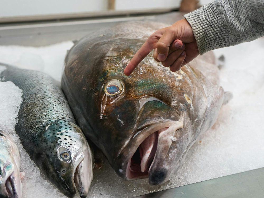5 Tips Memilih Ikan Segar untuk Isian Sushi Roll, Cium Aromanya