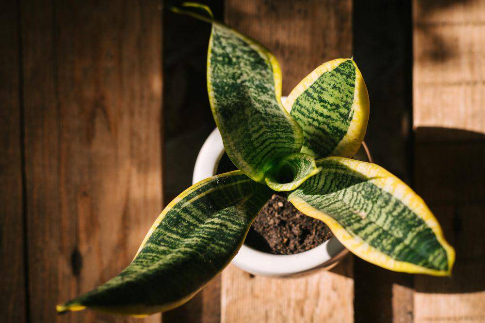 Ilistrasi cara membuat ruangan tetap segar (pexels.com/Dương Nhân)