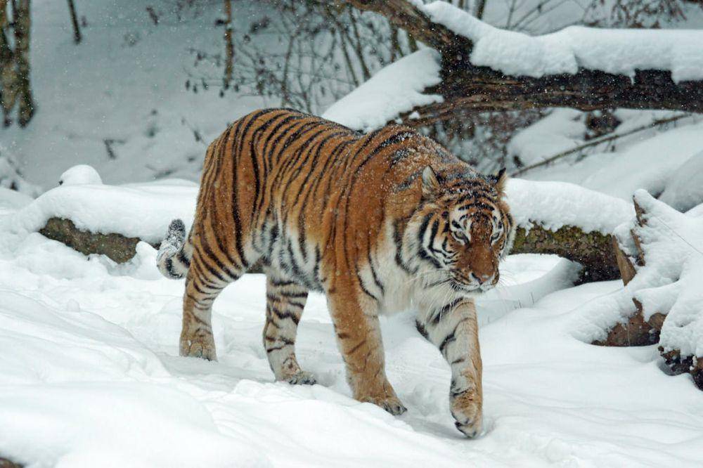 Ciri khas Harimau Siberia (pexel.com/Pixabay)