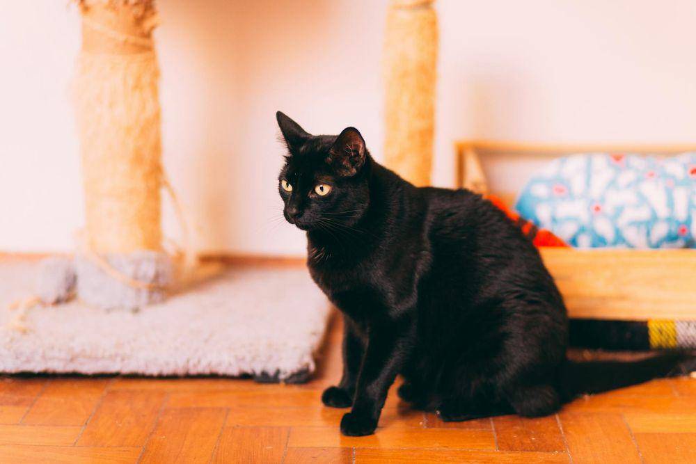 ilustrasi kucing hitam (pexels.com/Helena Lopes)