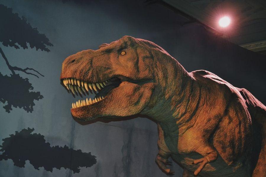 [QUIZ] Jika Reinkarnasi Nyata, Jadi Dinosaurus Apa Kamu di Kehidupan Sebelumnya?