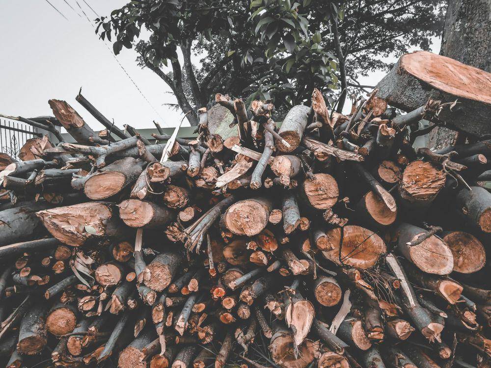 ilustrasi kayu (unsplash.com/Ramadhani Rafid)