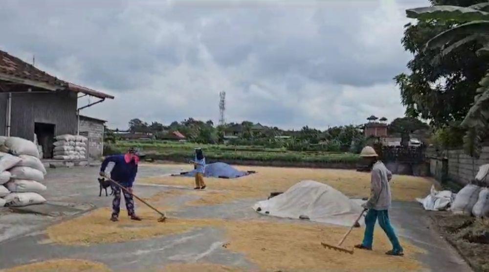 Harga Gabah Naik, Upaya Selamatkan Lahan Pertanian di Klungkung