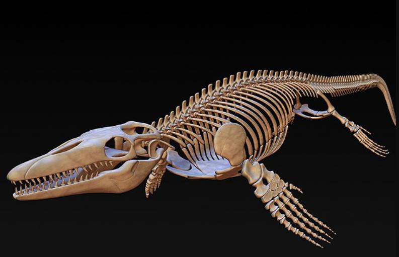 ilustrasi model fosil Mosasaurus (commons.wikimedia.org/Christos.rm)