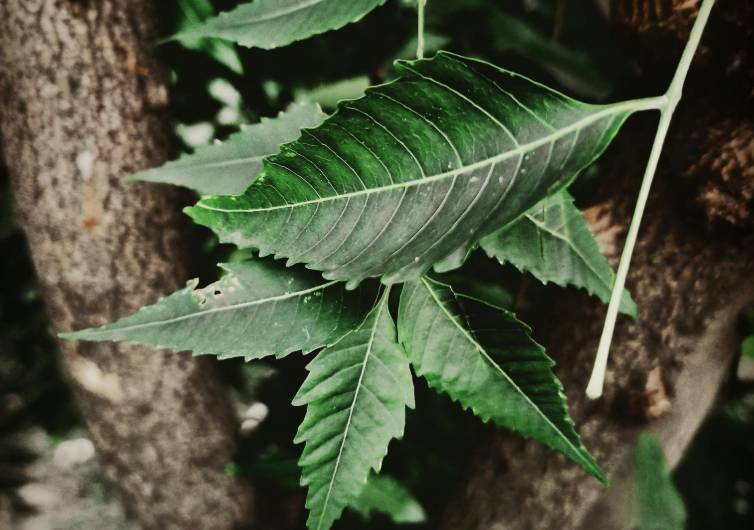 ilustrasi daun mimba (pexels.com/Akash)