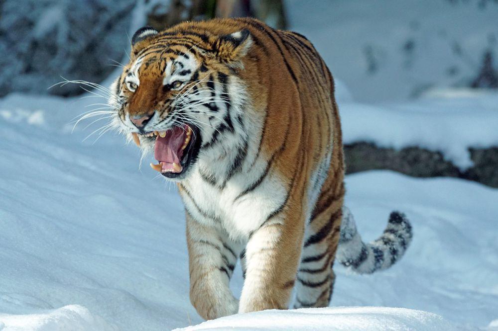 5 Fakta Harimau Siberia, Harimau Terbesar dan Langka di Dunia