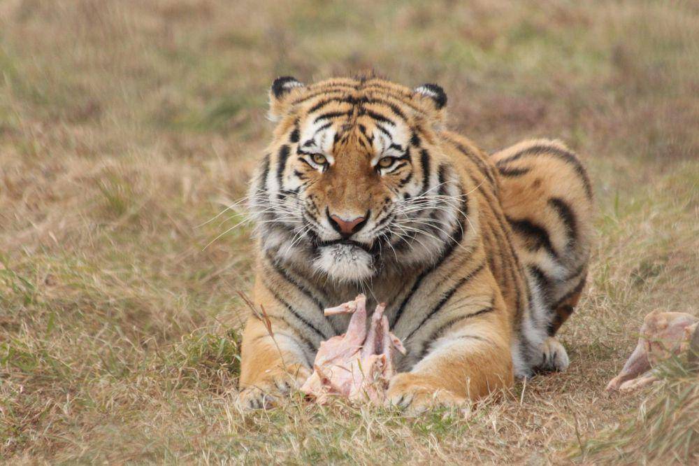 Harimau Siberia memakan mangsa hasil buruannya (pixabay.com/zoosnow)