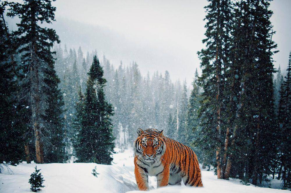 Habitat Harimau Siberia di wilayah pegunungan dan hutan bersalju (pixabay.com/ELG21)