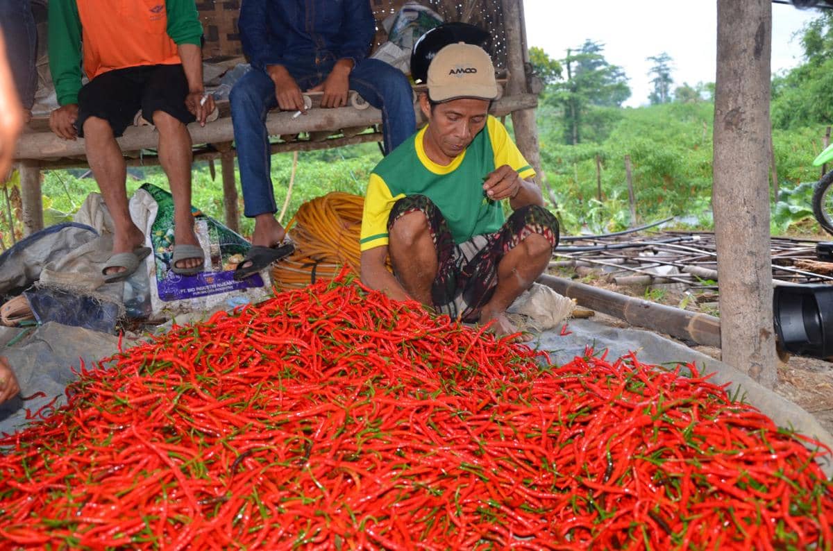 Ilustrasi petani cabai