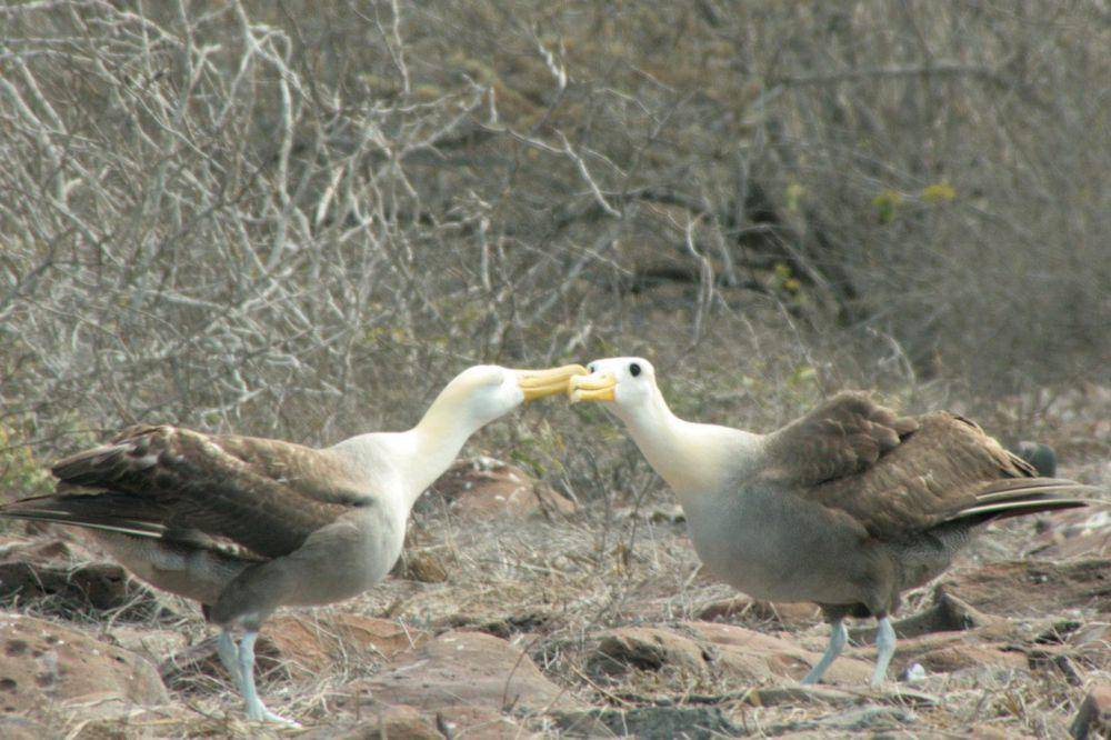 Dua Albatross Galapagos saat melakukan tarian dengan saling beradu paruh. (commons.wikimedia.org/RuyCalderon)