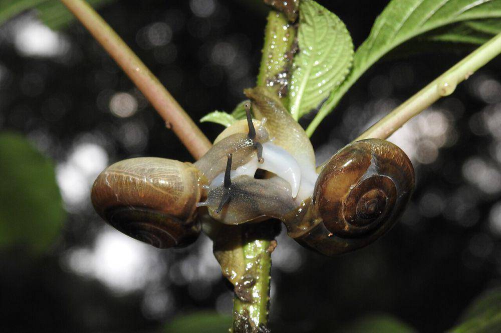 siput saat kawin (commons.wikimedia.org/Dr. Raju Kasambe)