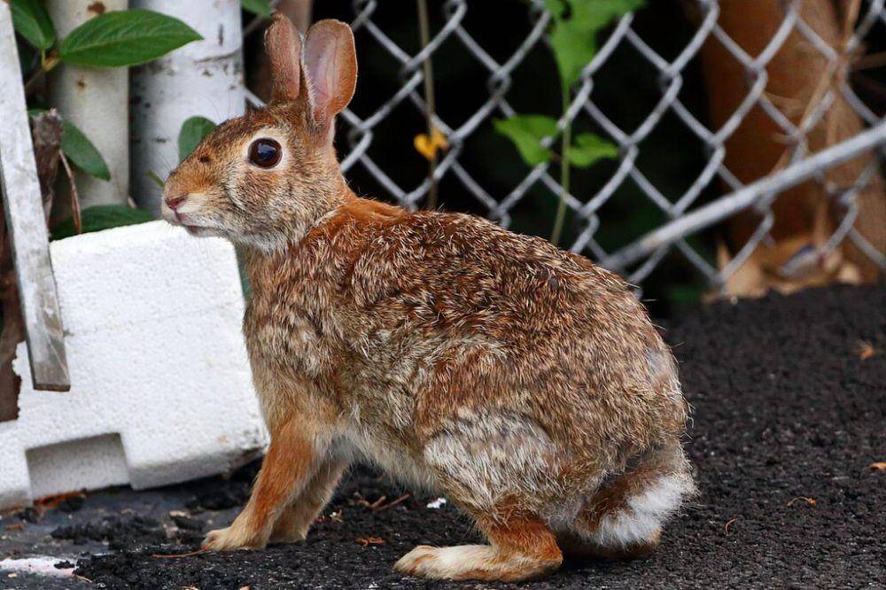 kelinci ekor kapas timur/Sylvilagus floridanus (commons.wikimedia.org/Mas3cf)