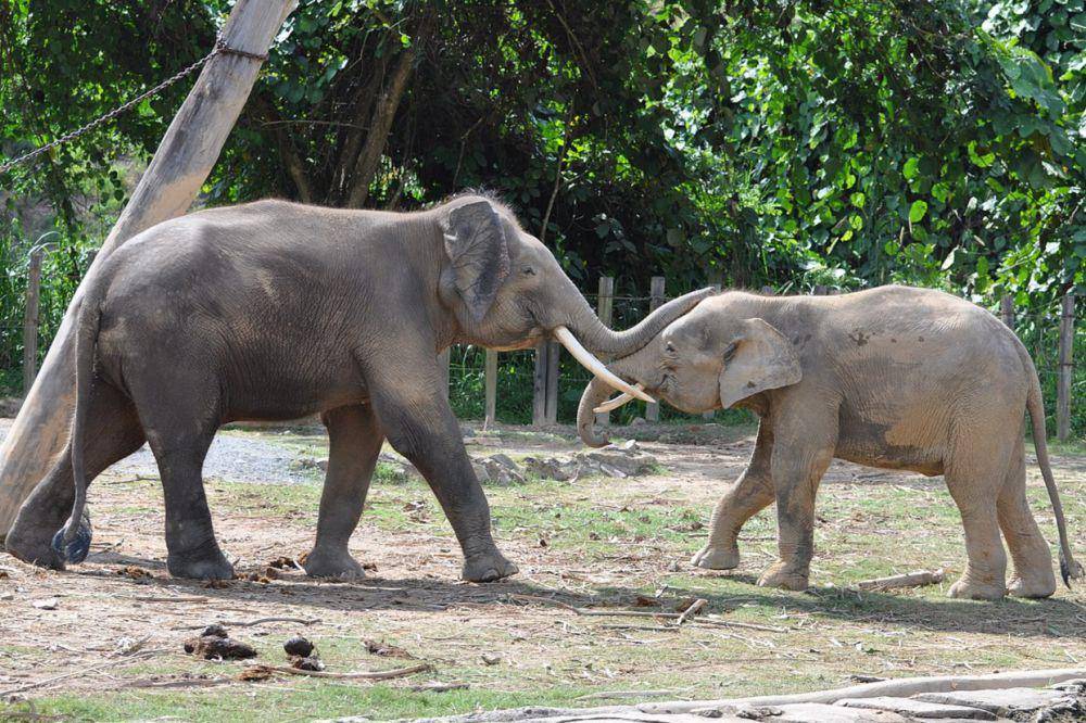 dua ekor gajah yang saling mencintai (commons.wikimedia.org/shankar s.)