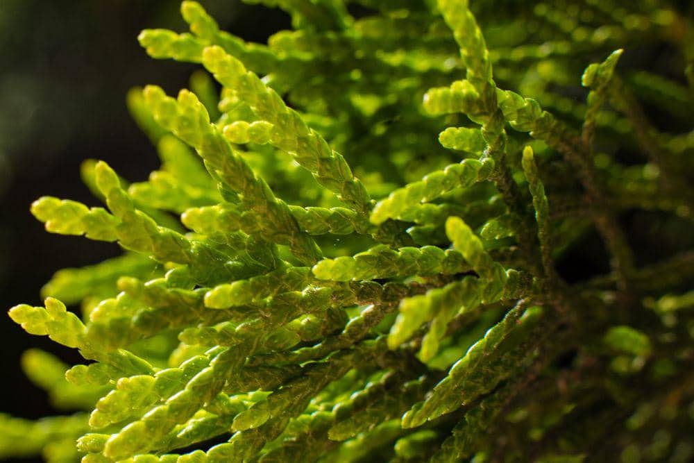 Skincare Berbahan Algae Mulai Dilirik untuk Perawatan Kulit