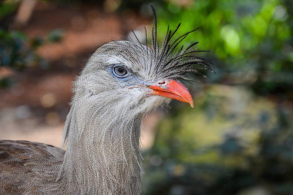 5 Fakta Unik Famili Cariamidae, Punya Cakar yang Mirip Dinosaurus!