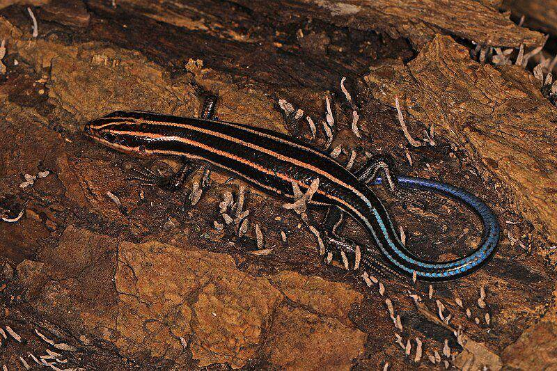 skink garis lima di sekitar sarang mereka yang berada di atas batang pohon mati (commons.wikimedia.org/Judy Gallagher)